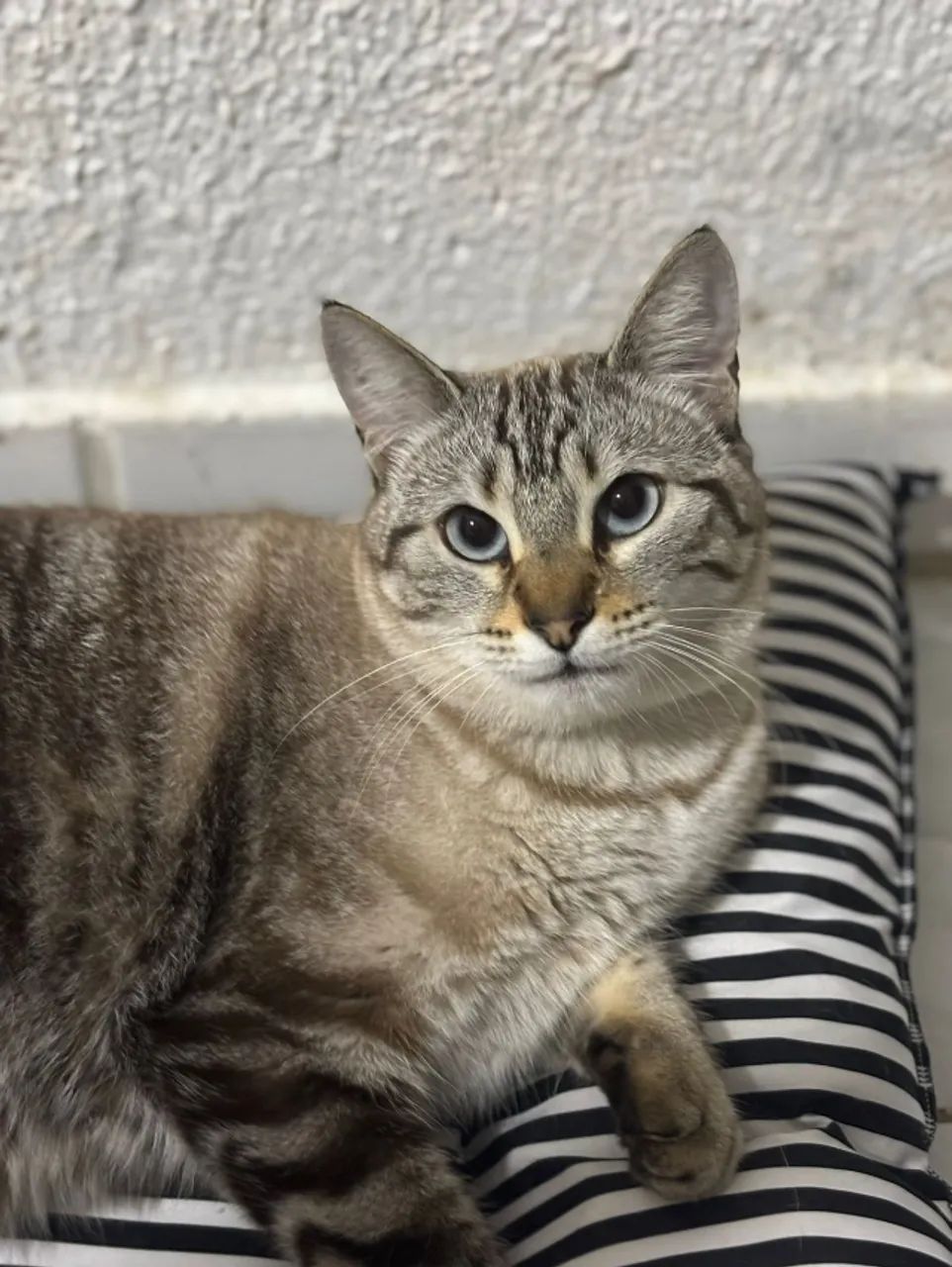 Gata tigre e doe-se com carinho - Foto 2