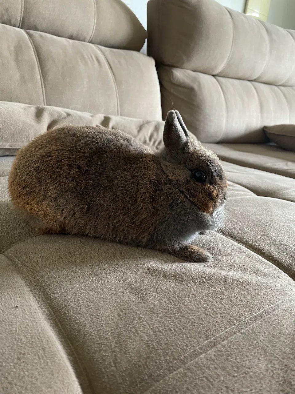 Coelho Netherland Dwarf - Foto 2