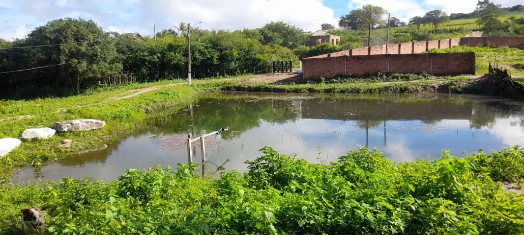 Sítio Serra Verde - Riacho das Almas - Foto 5