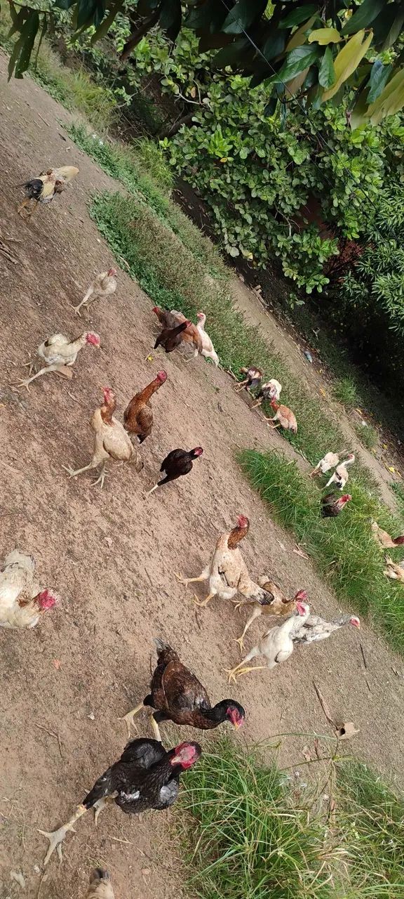 Vendo mais de 20 cabeças de galinha e galos indianos crista bola e crista normal - Foto 3