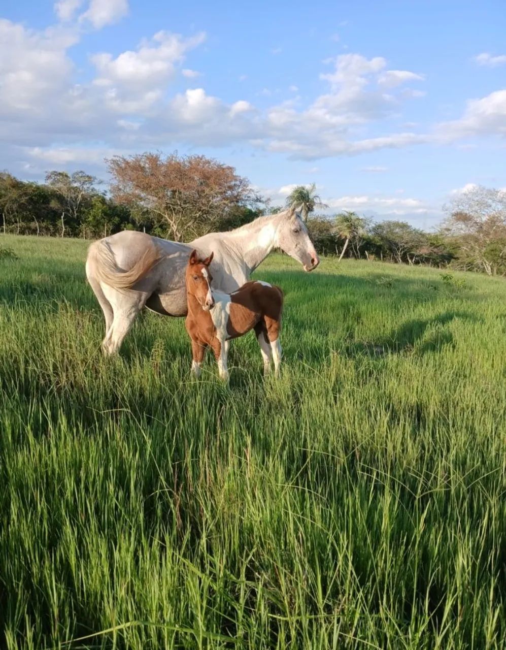 Égua com potra quarto de milha 