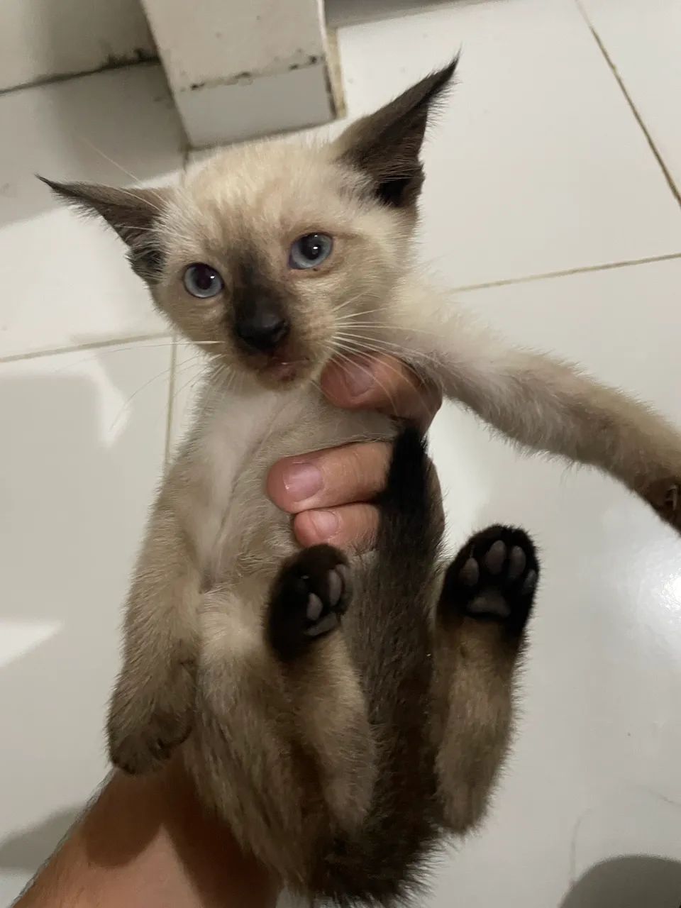 Gatos 3 meses de vida