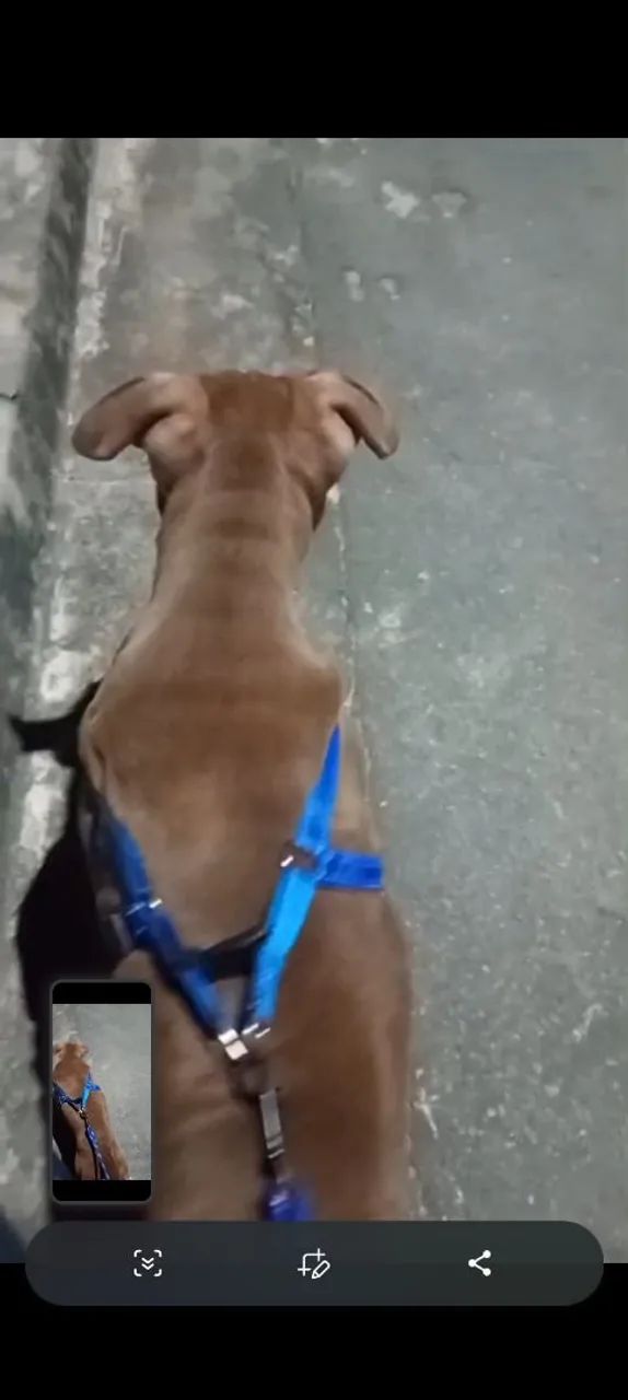 Vende se pit Bull  - Foto 2