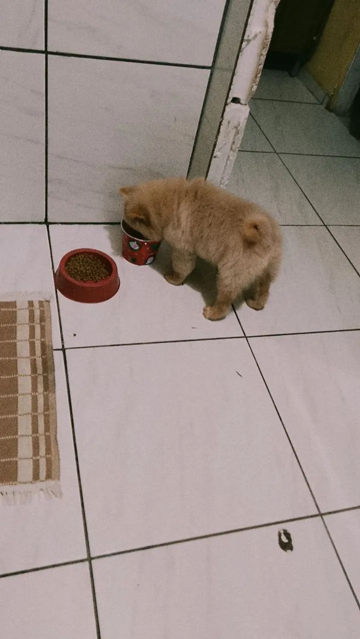 Pet - Foto 4