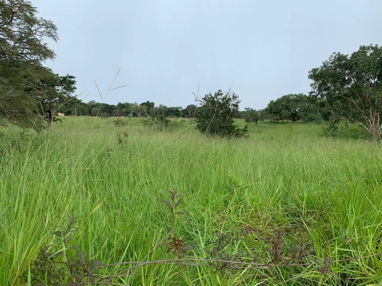 Chácara de 6 hectares próximo à Cristianopolis com córrego! - Foto 4