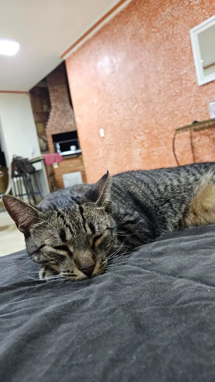 Adoção Responsável - Gato Macho - Foto 2