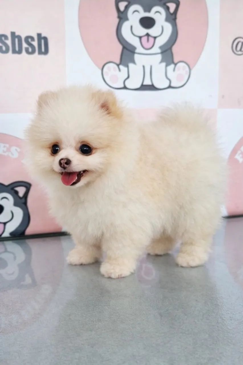 Lulu da Pomerânia - Macho - Pedigree CBKC - 10x s/ no cartão com Garantia - Foto 2