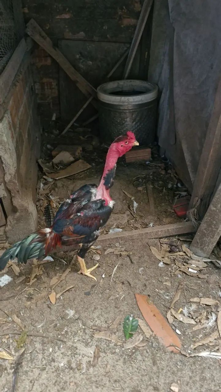 Vende se galo polaco carioca