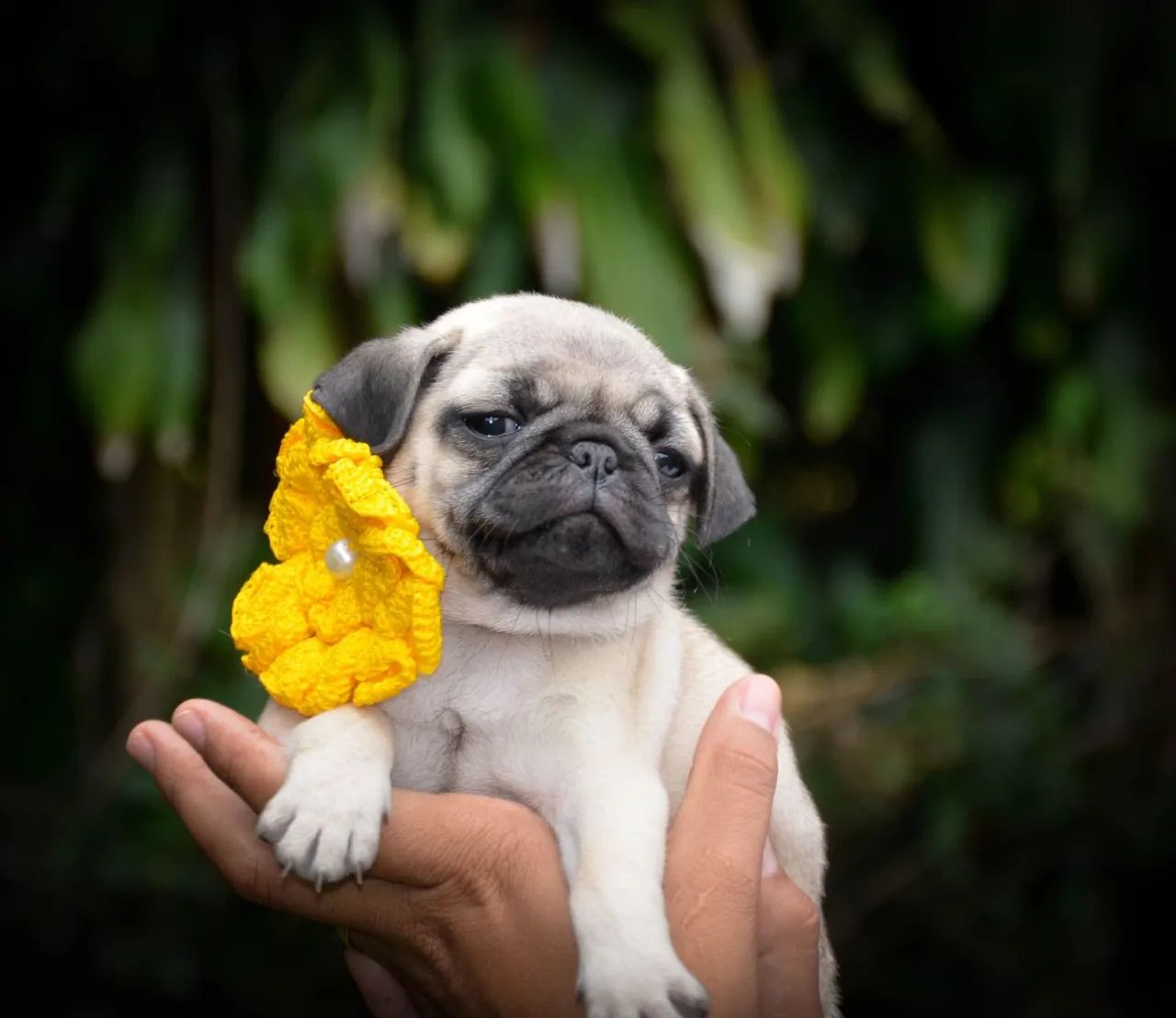 Pug mini disponível com entrega para hoje