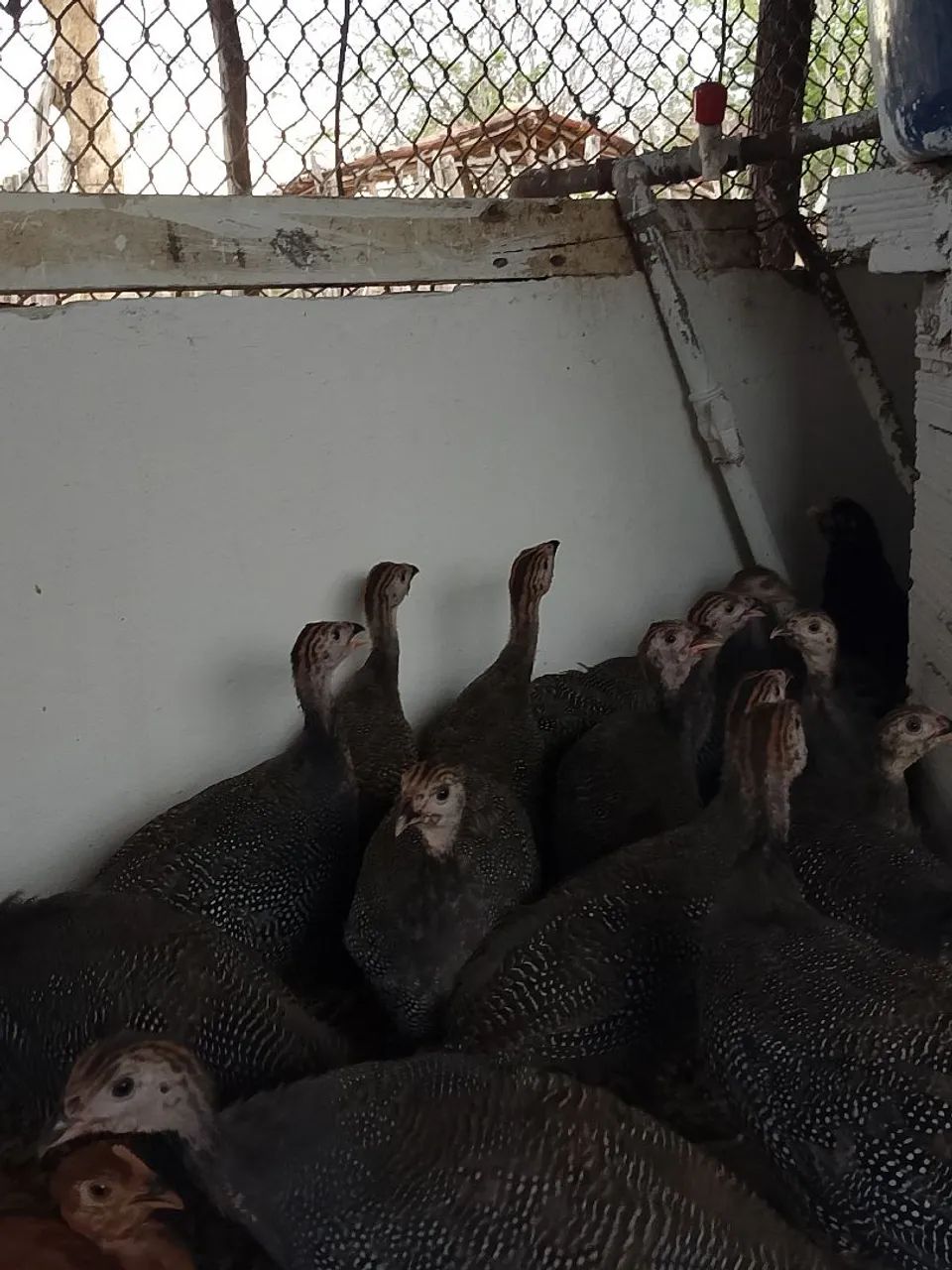 Vedo um lote com. 10 frangos e 10 capotes  - Foto 6