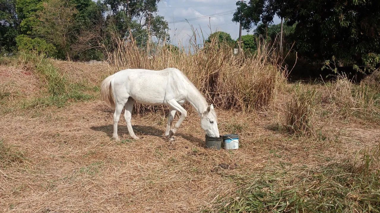 Vendo este cavalo  - Foto 2