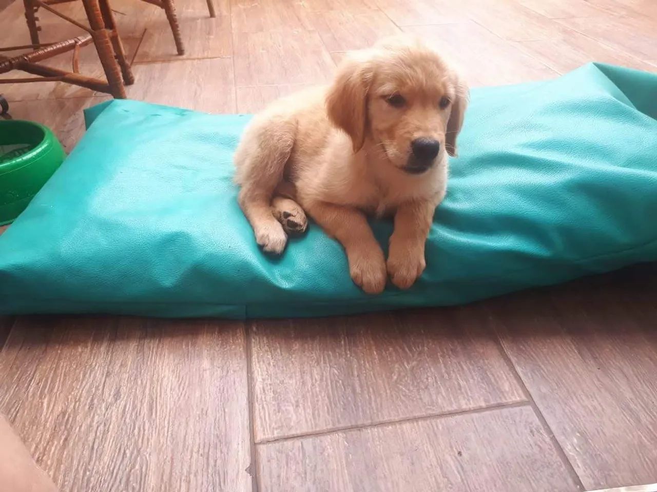Golden Retriver macho  - Foto 4