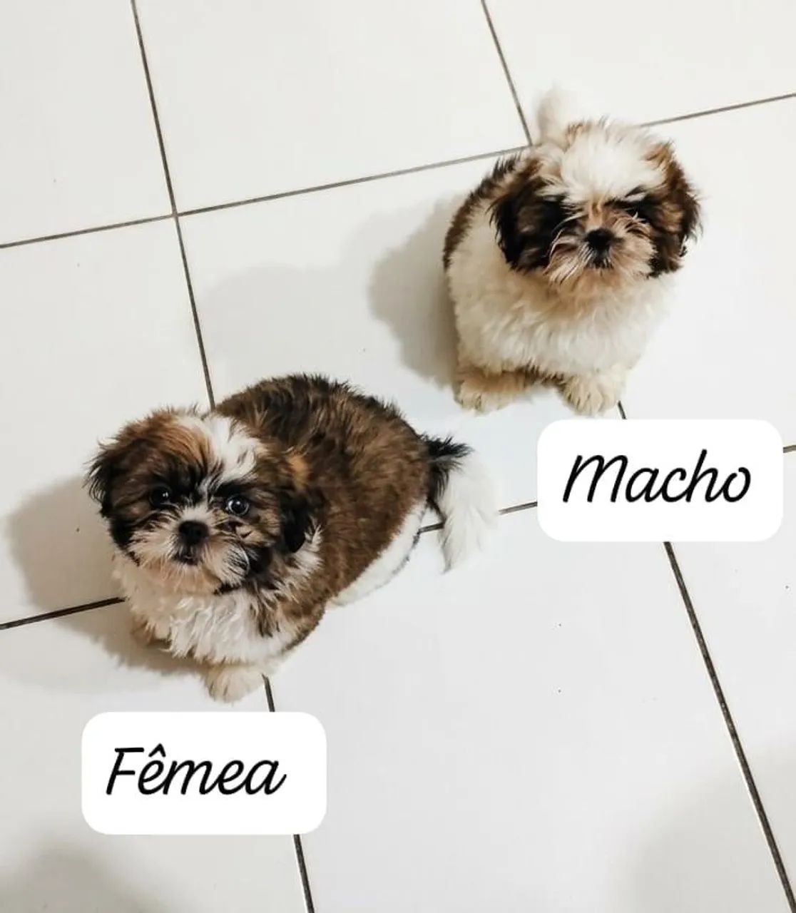 Filhotes de Shitzu 
