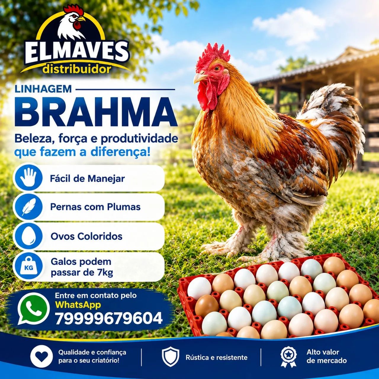 Pintos de Brahma 