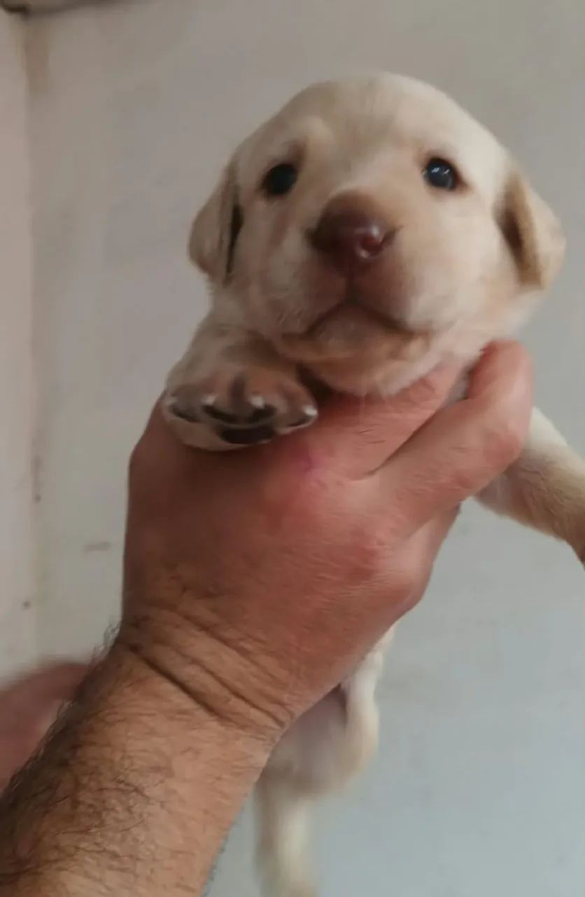Labrador  - Foto 2