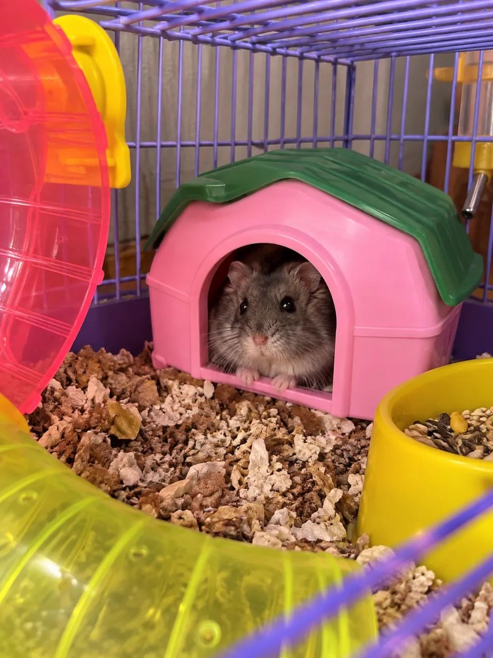 Gaiola com Hamster  - Foto 2
