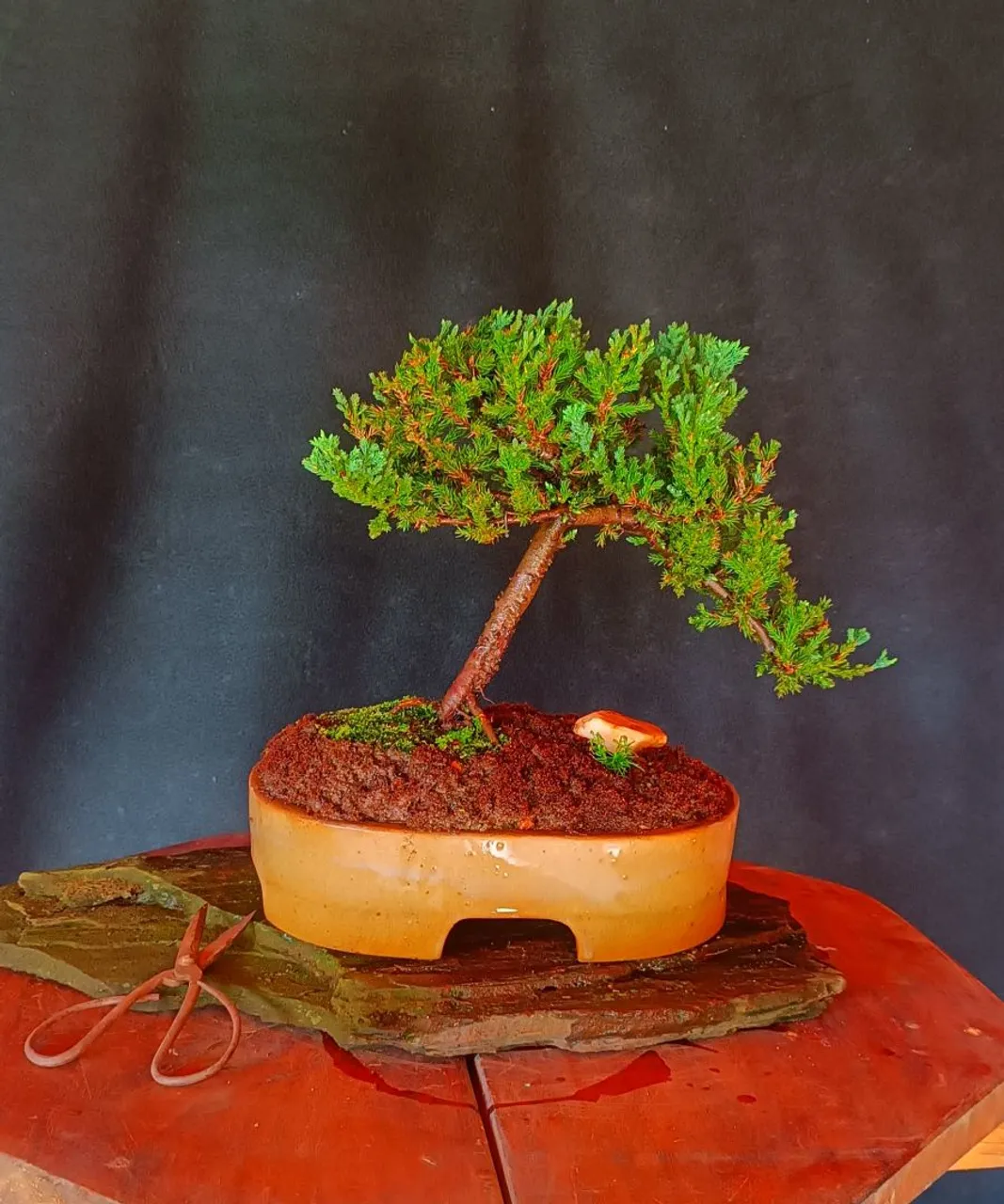 Bonsai juniperus horizontalis - Hobbies e coleções - Nossa Senhora