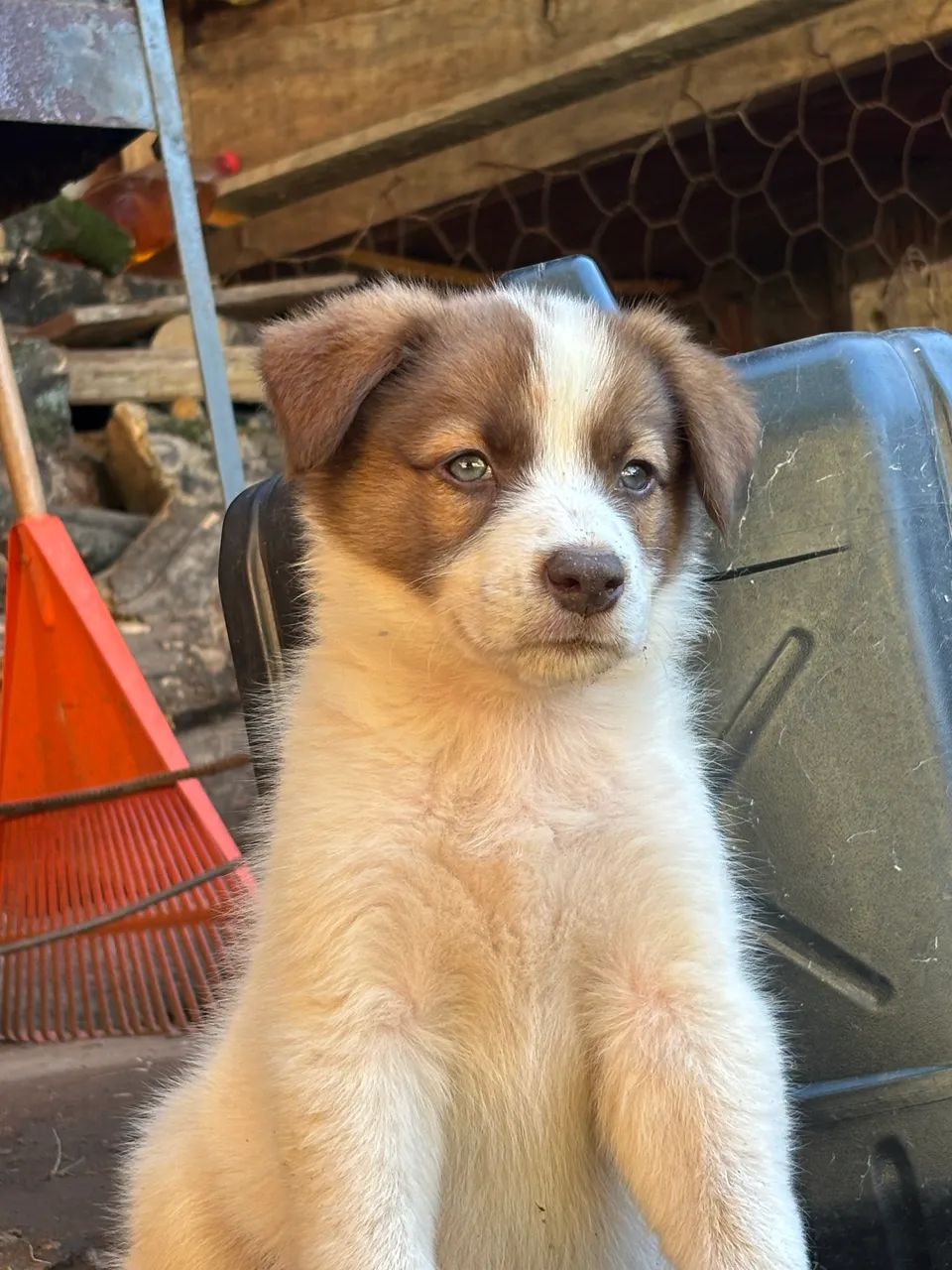 Cachorros  - Foto 3