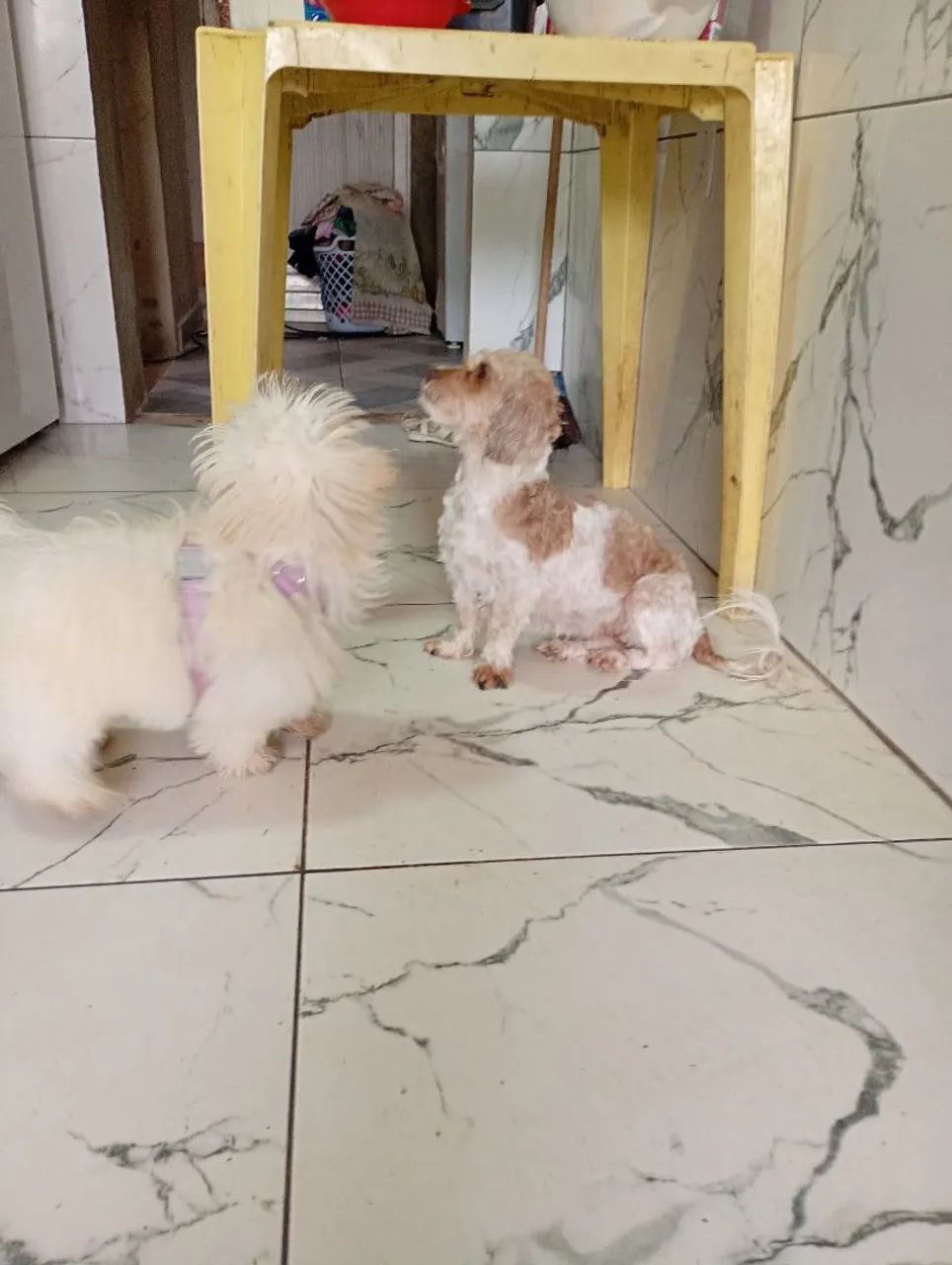 Shitzu macho  - Foto 2