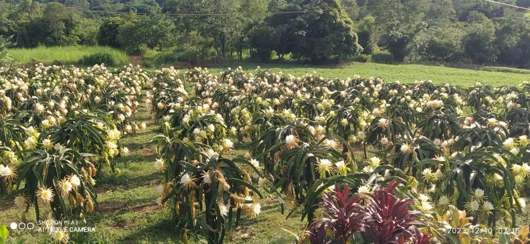 Chácara, Moradia,  Lazer, renda.  - Foto 5