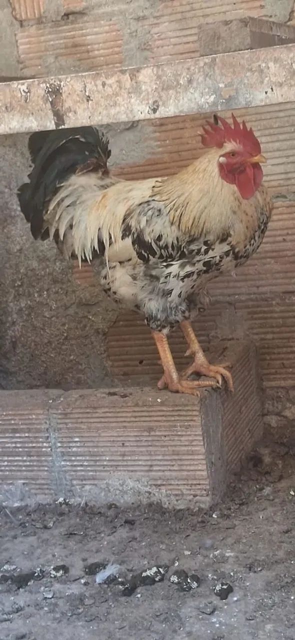 Galo - Foto 2