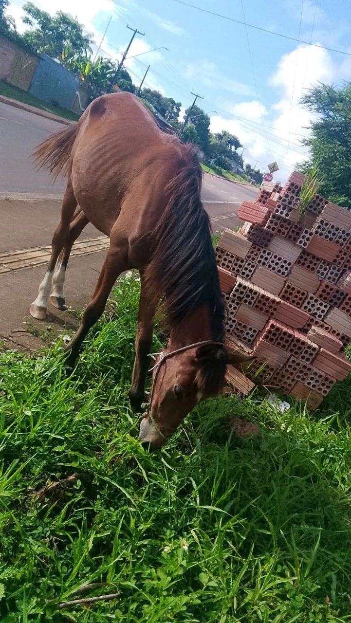 Cavalo Égua  - Foto 5