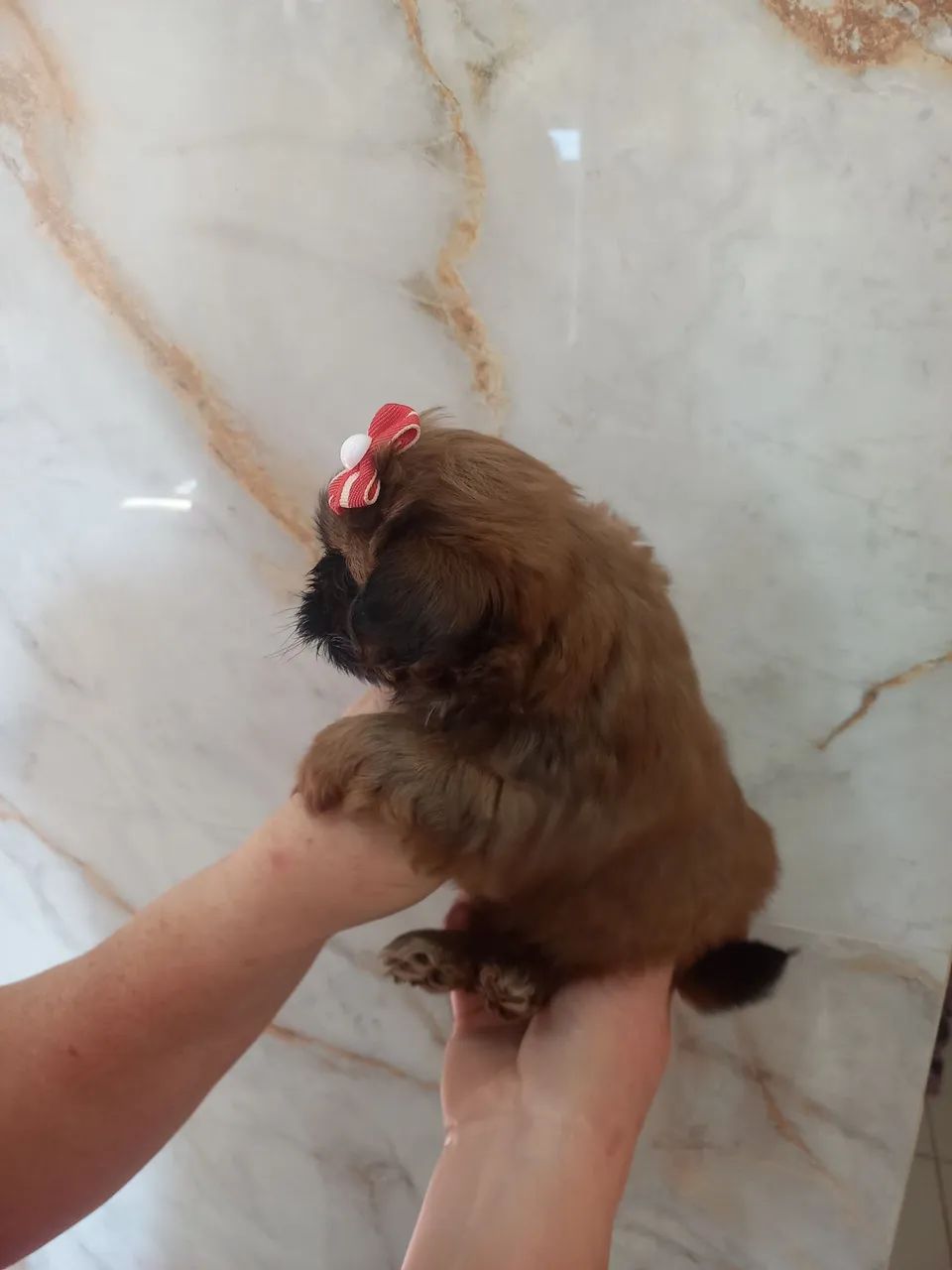 Mini shih tzu  - Foto 2