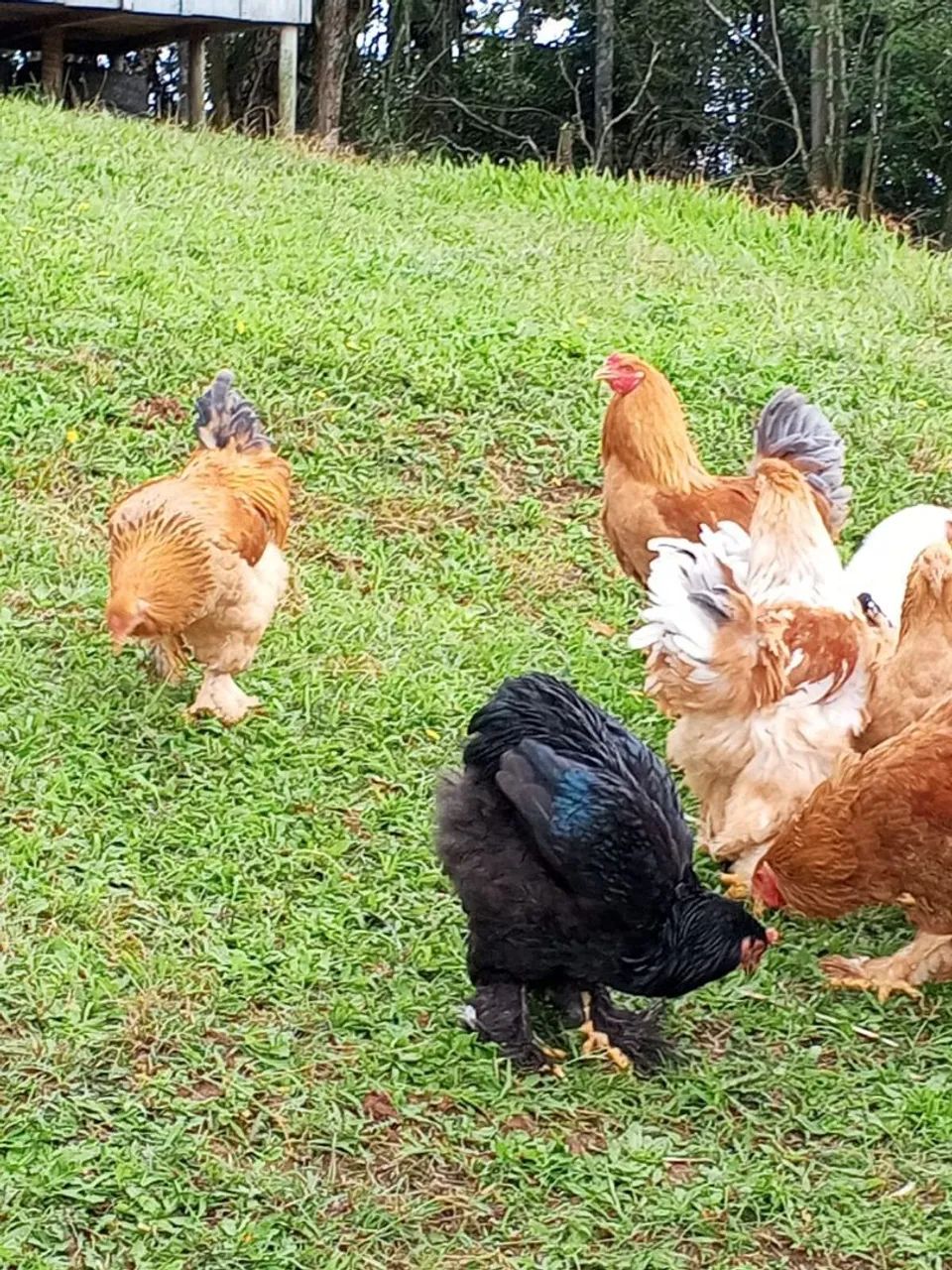 Galo e galinha Brahma