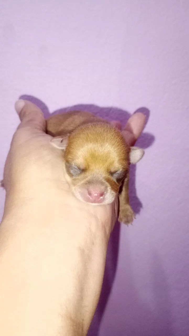 Vende se pinscher  - Foto 3