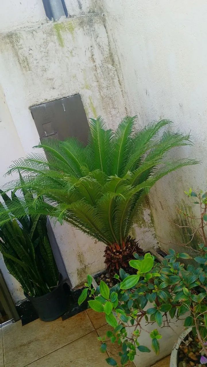 Desapego de planta  - Foto 2