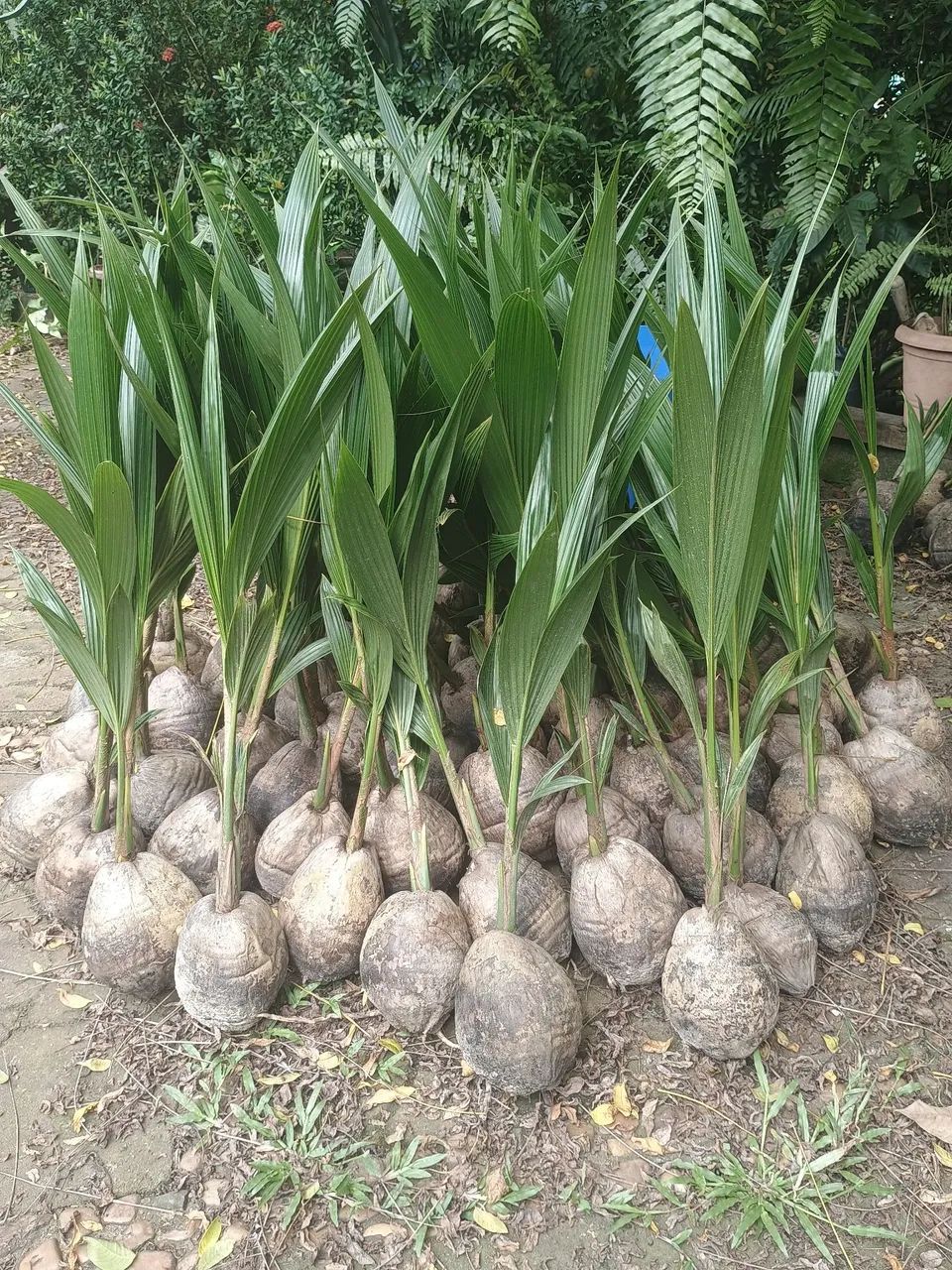 Mudas de Coqueiro Anão verde (5 mudas por 100 reais)