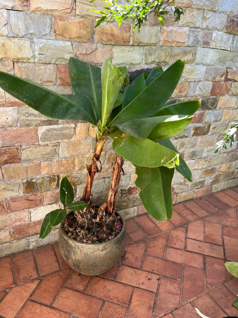 Plantas - Foto 2
