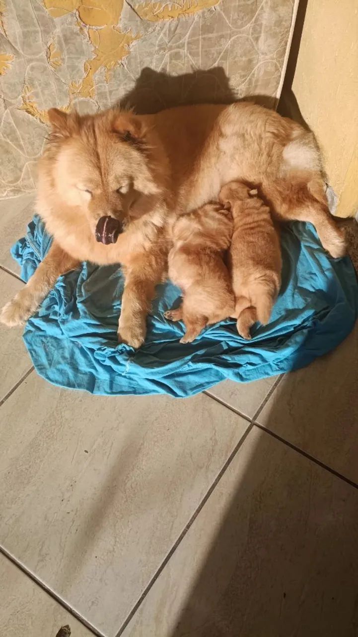 Vendo filhotes de chowchow  - Foto 5