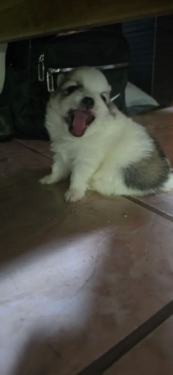 Spitz alemão - Foto 4
