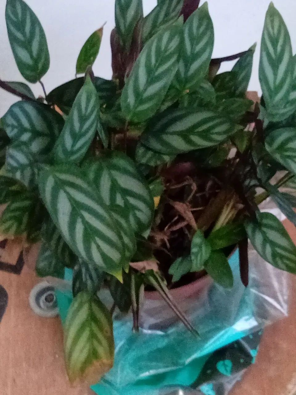Muda de planta asplenio . - Foto 3