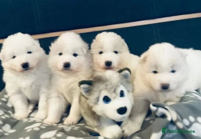 Cachorro filhote Samoieda brincalhão com saúde e garantia contrato