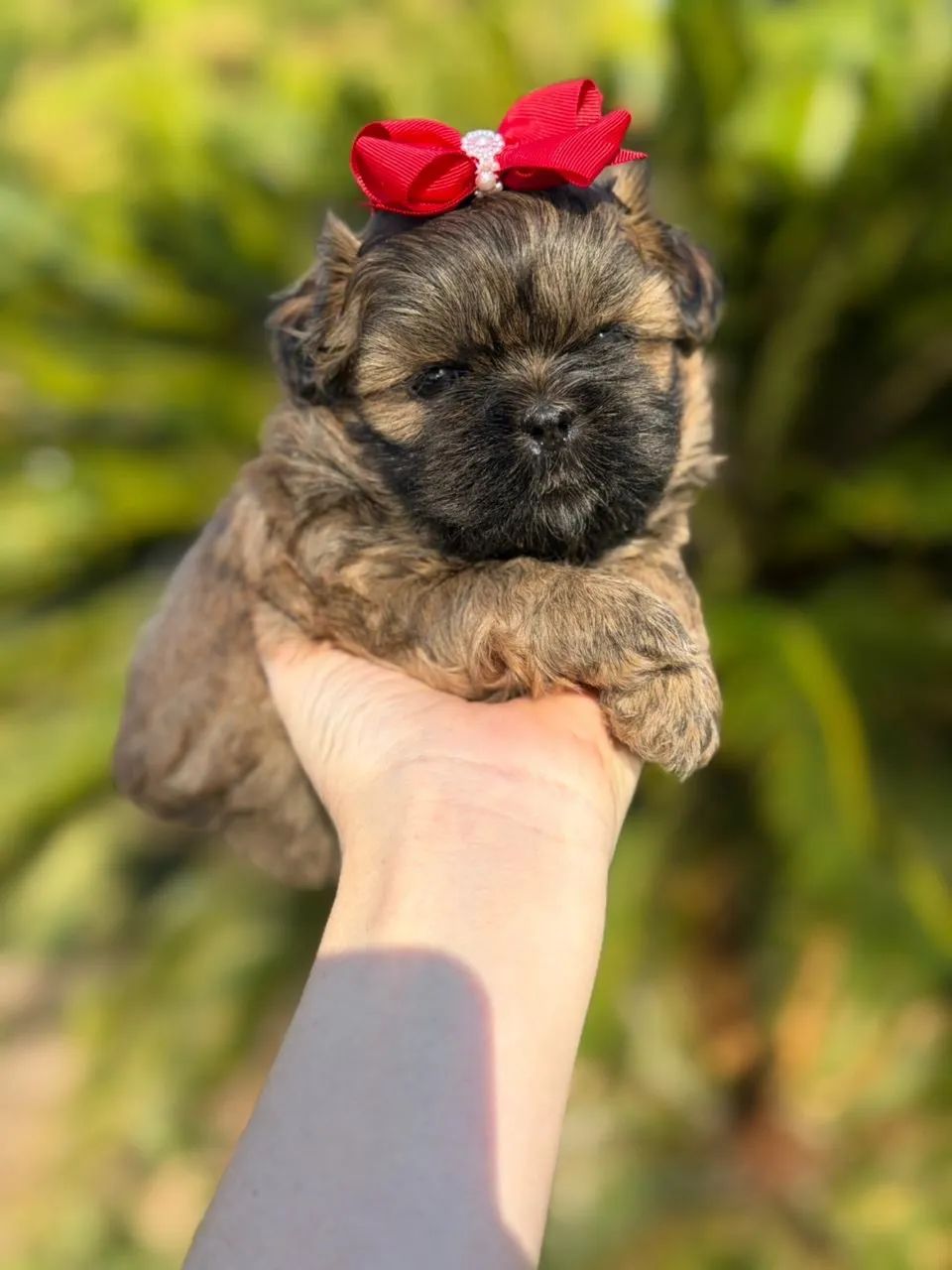Shih tzu  - Foto 5