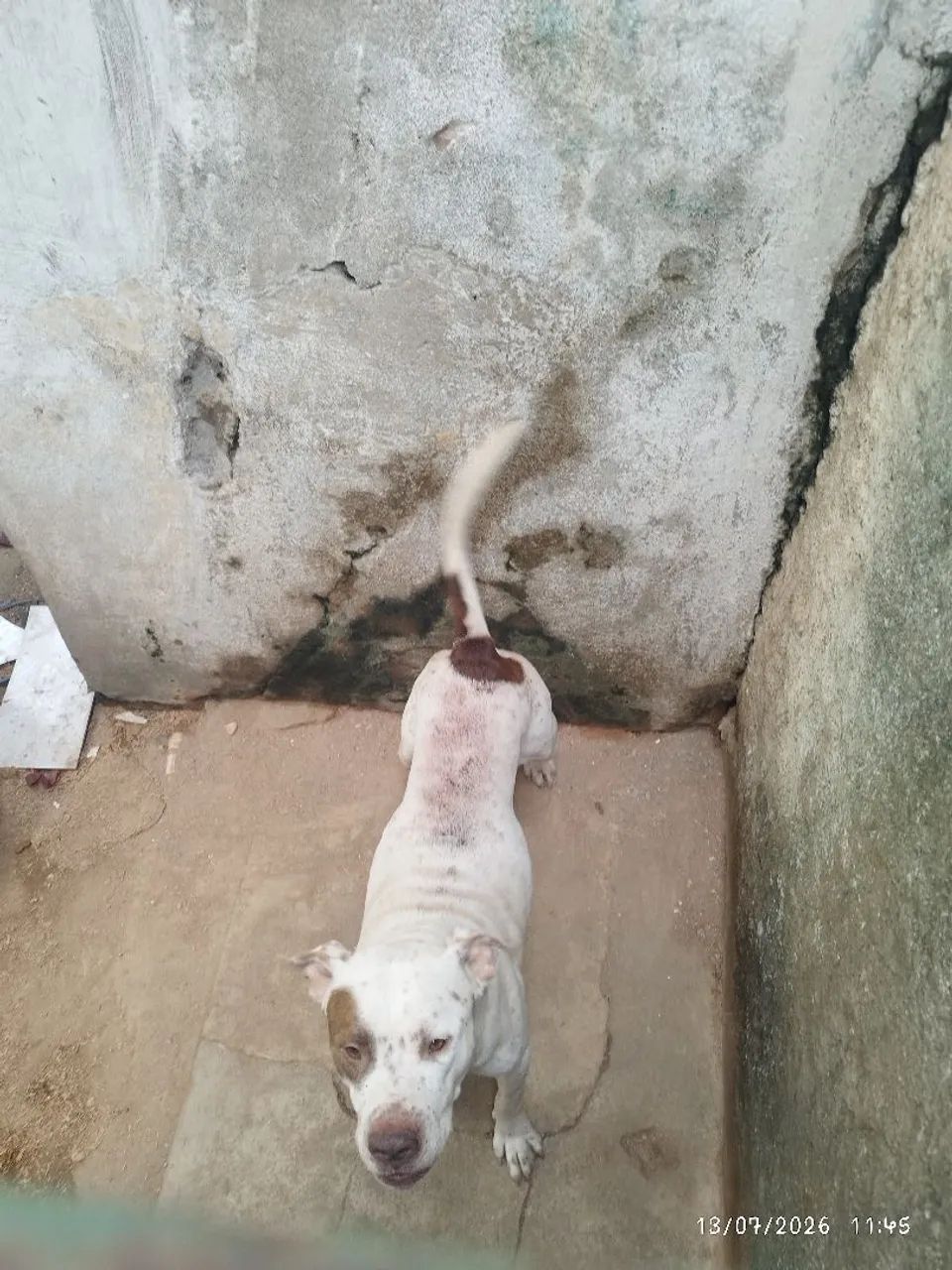 Doa se cão macho Pit Bull  - Foto 2