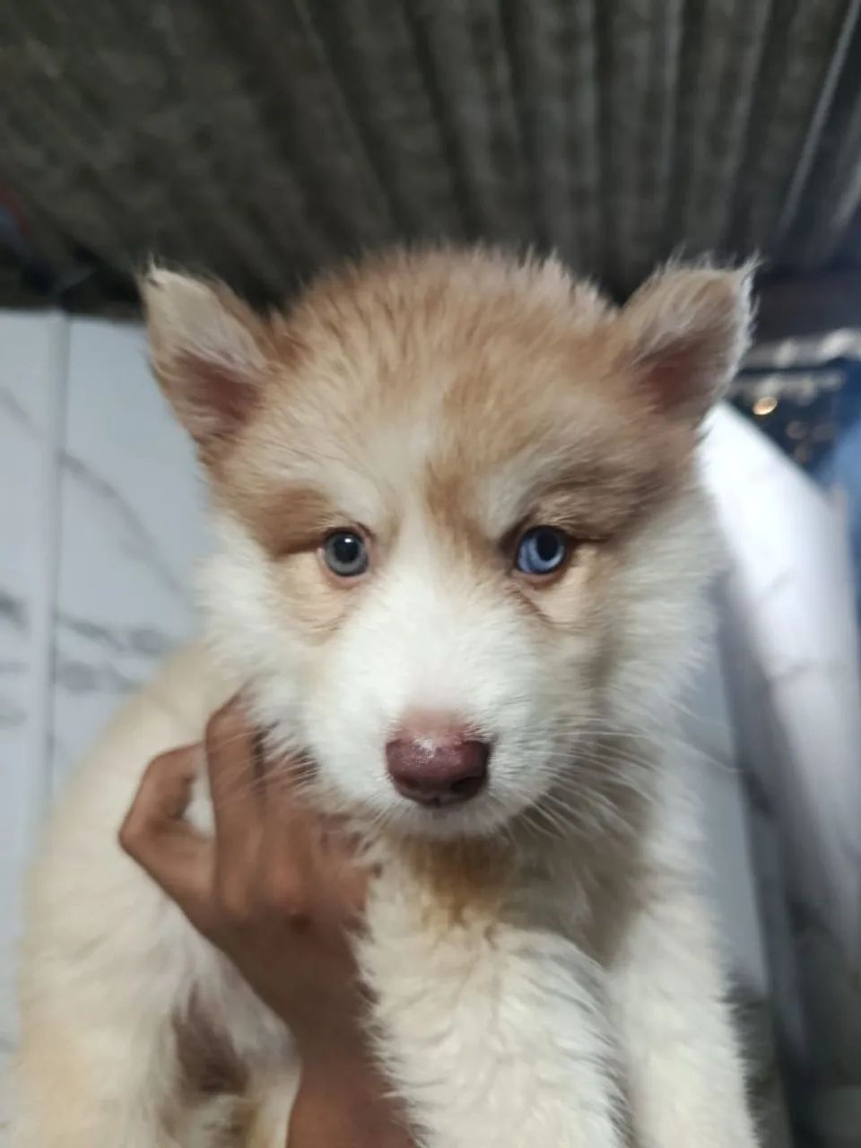 husky siberiano - Foto 3