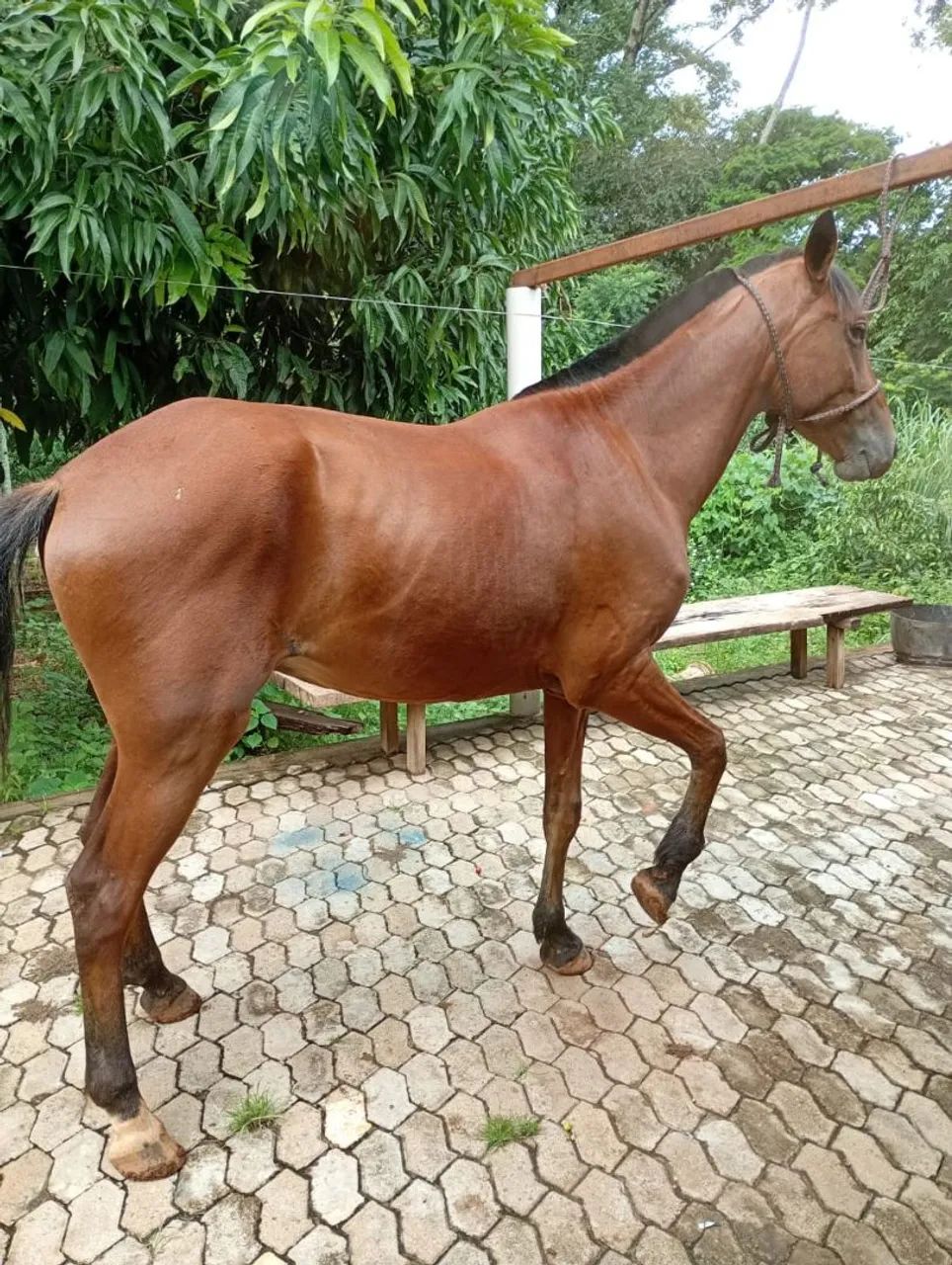 ?Cavalo castanho - 4 a 5 anos - manso de sela