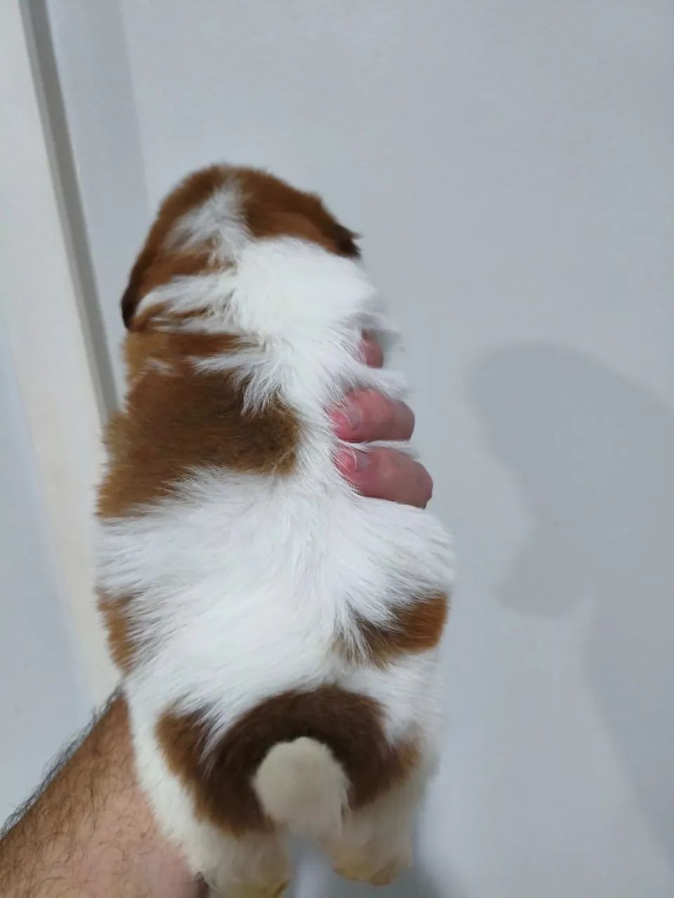 Lindo filhote de Shitzu macho  - Foto 3