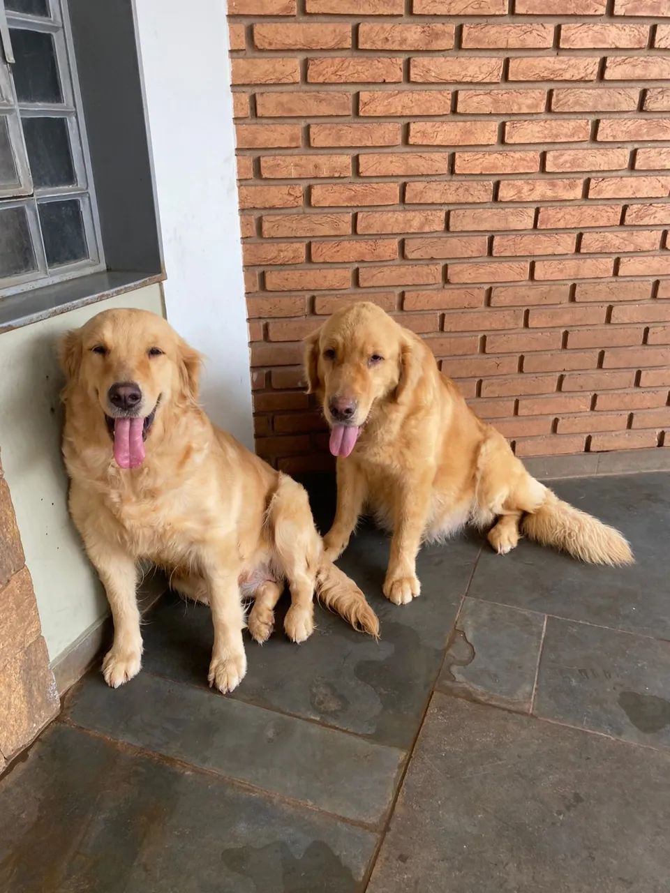 Filhotes Golden Retriever com Pedigree - Foto 6