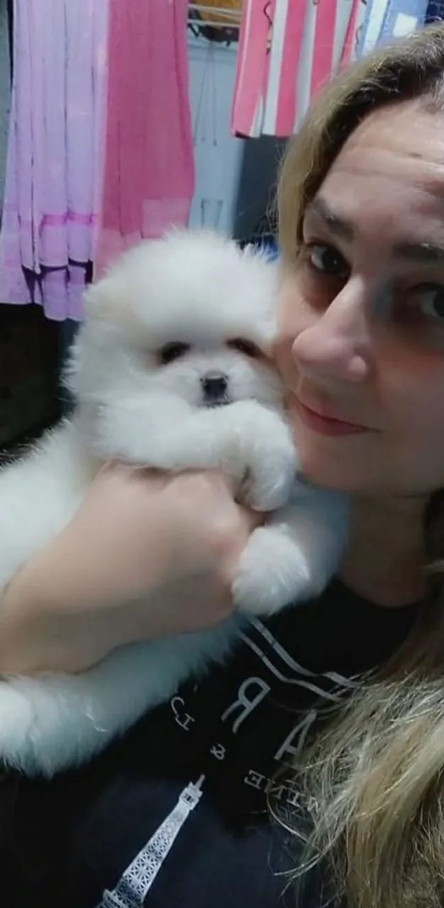 LULU DA POMERÂNIA PROMOÇÃO!!  - Foto 2