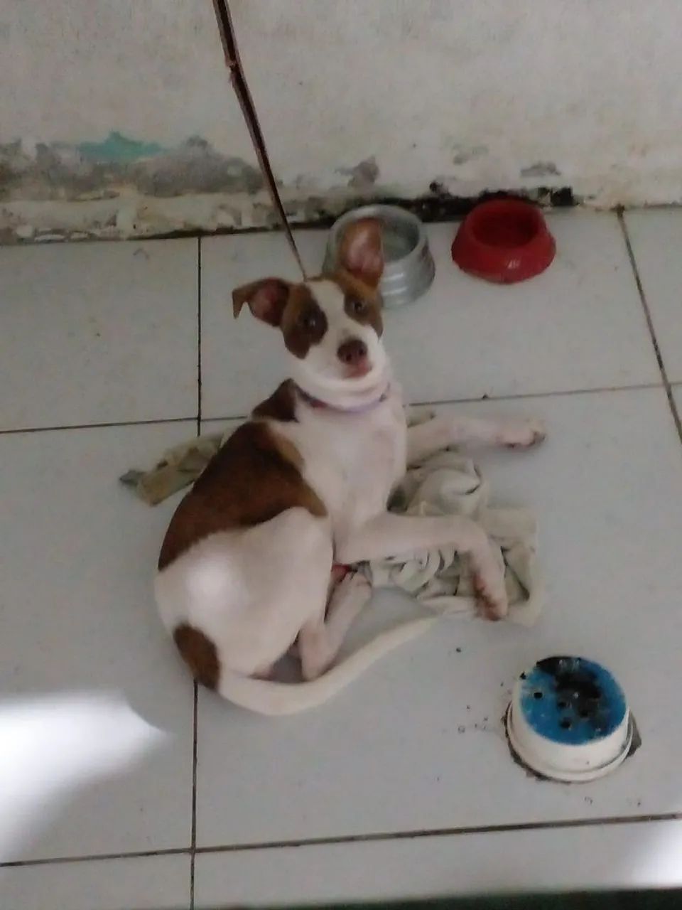 Doação de cachorrinha - Foto 2