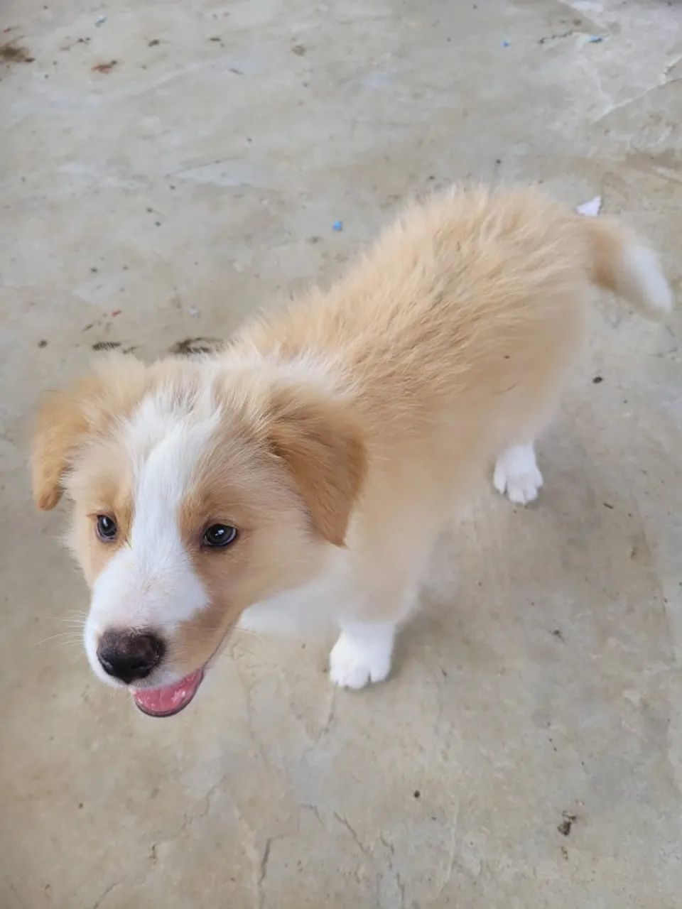BORDER COLLIE - Foto 2