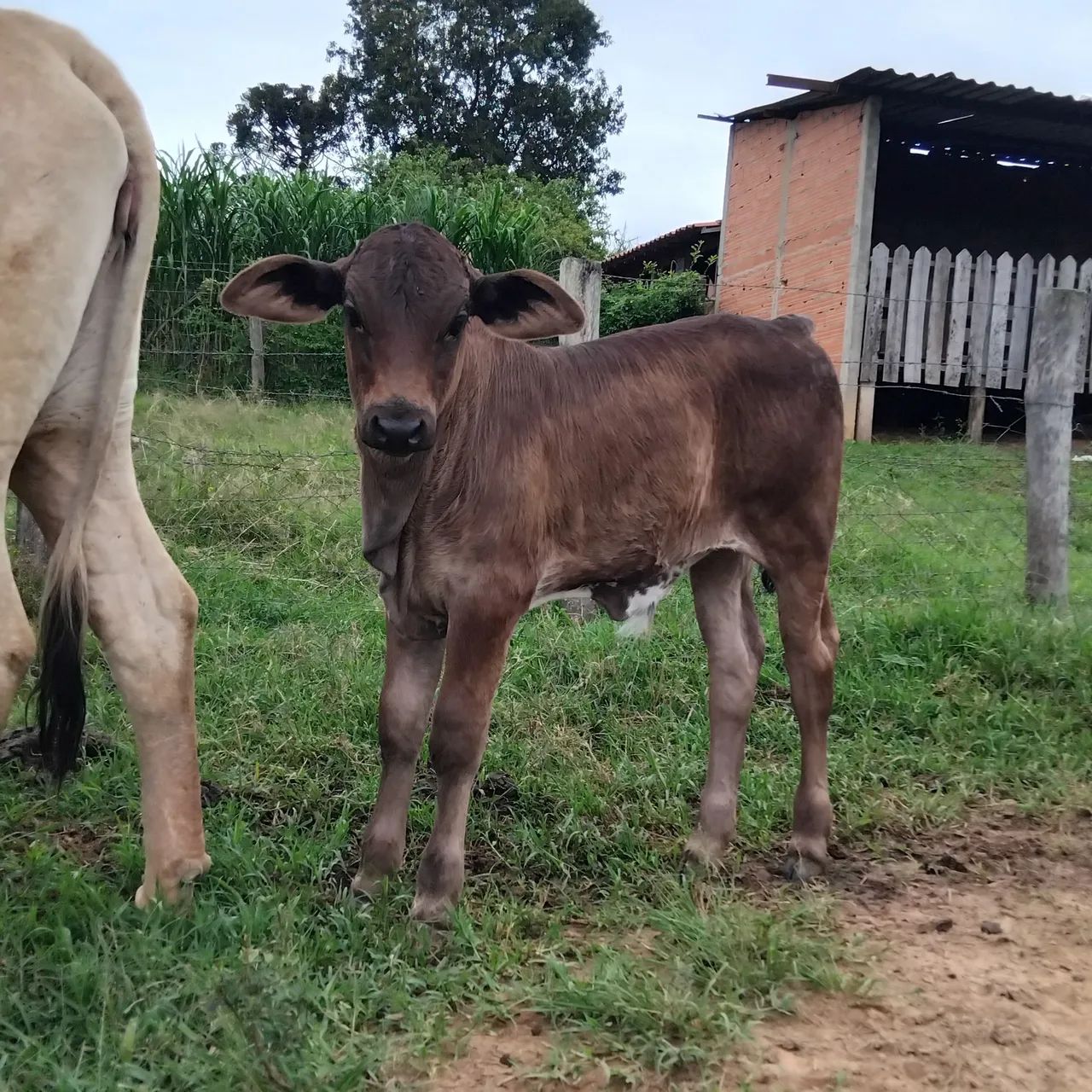 Vaca e bezerro à venda - Foto 5