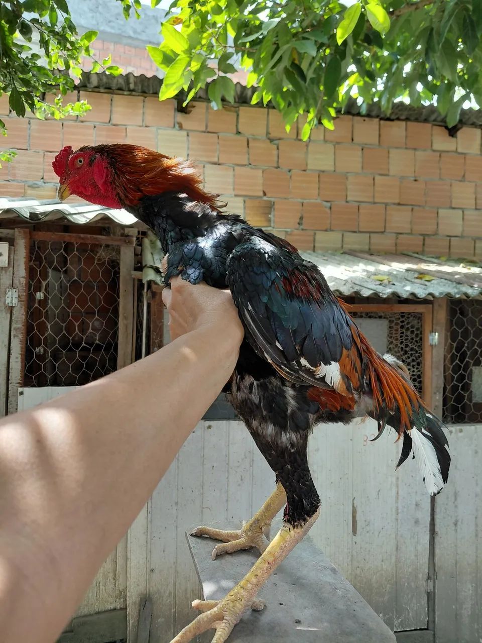 Frango. - Foto 3