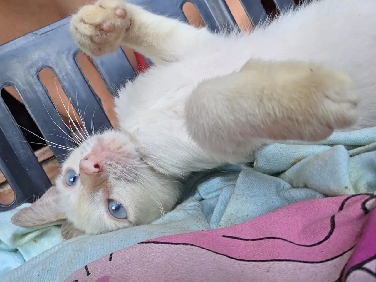 Gatinho  - Foto 2