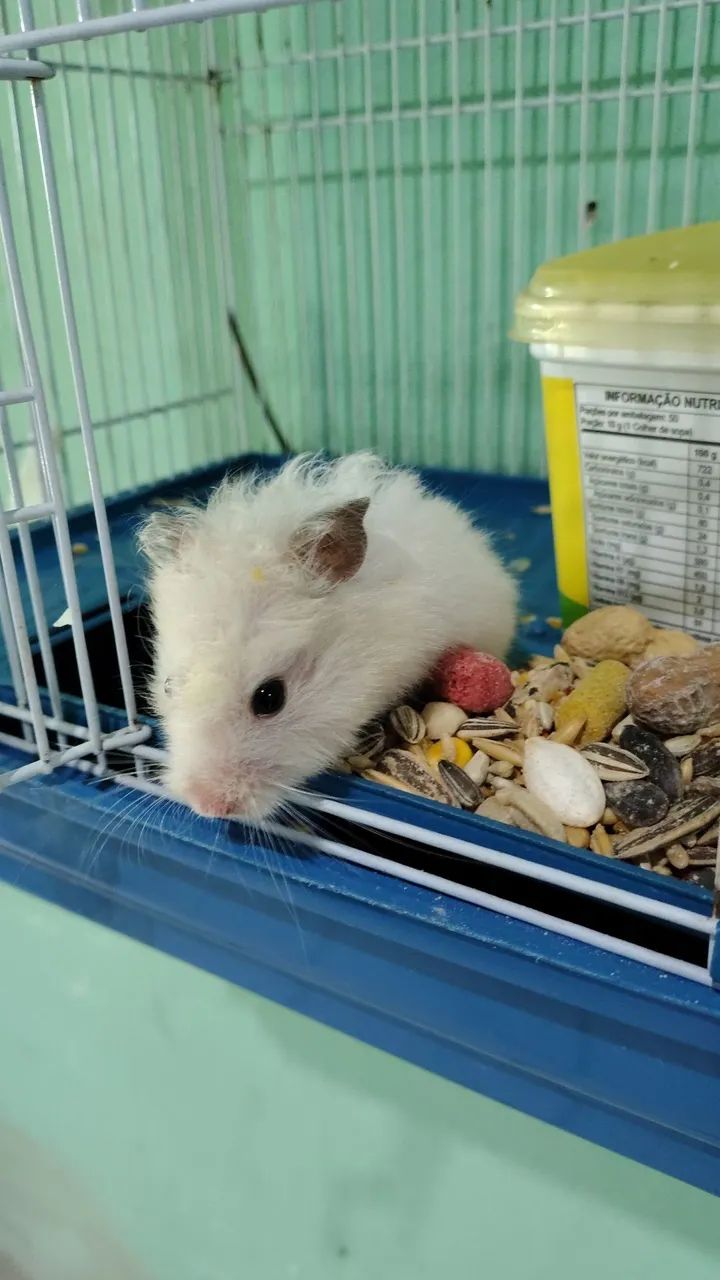 Hamster fêmea  - Foto 3