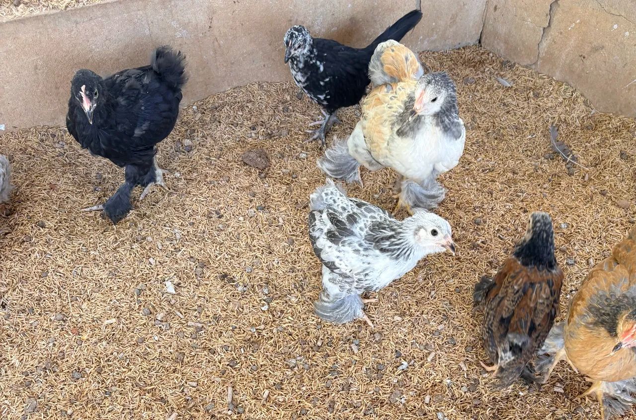 Pintinhos de Garnize, Brahma e Sedosa 